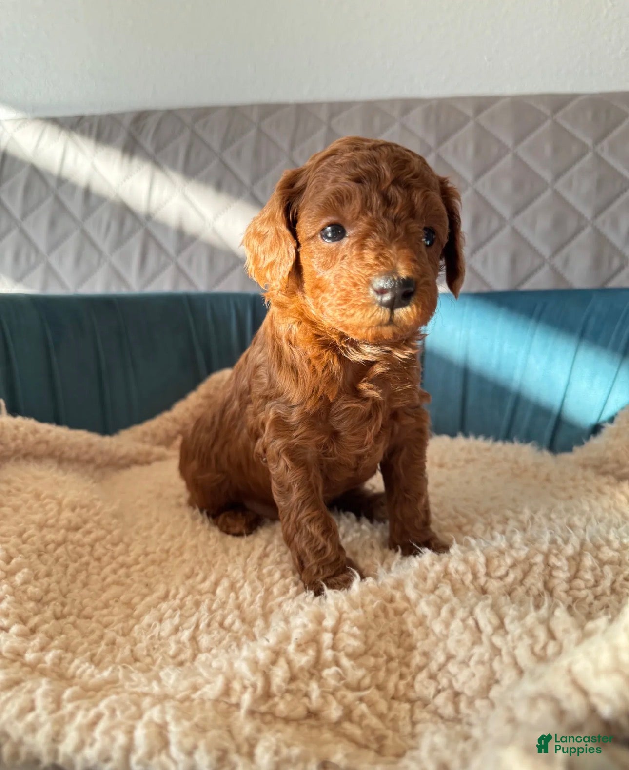 Toy Poodle dogs for sale: Remy - Ad 1