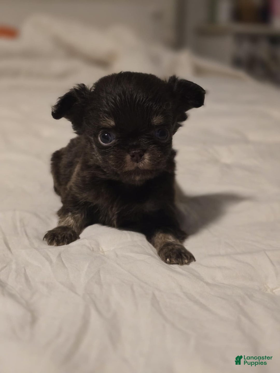 Chihuahua dogs for sale: Jack - Ad 1