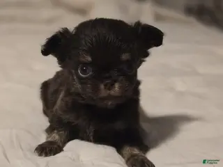 Chihuahua dogs Jack - Ad 30