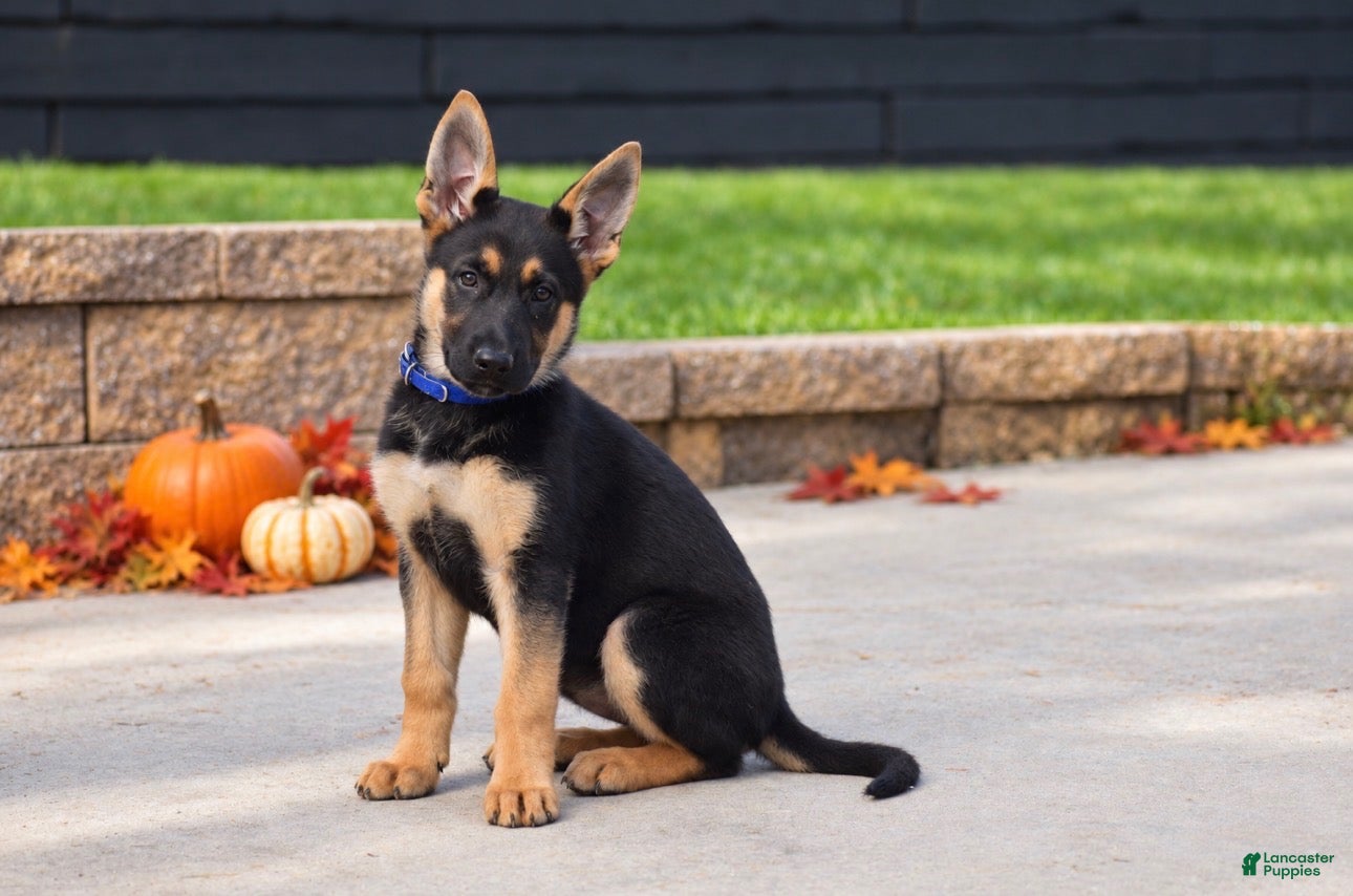 German Shepherd dogs for sale: Cinnamon  - Ad 2