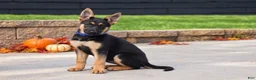 German Shepherd dogs for sale: Cinnamon  - Ad 2