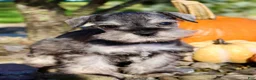 Miniature Schnauzer dogs for sale: Echo Male AKC Mini Schnauzer - Ad 3