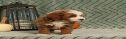 Miniature Poodle dogs for sale: Gus - Irish Spotting - Ad 4