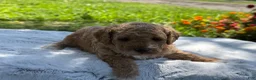 Mini Goldendoodle dogs for sale: Goldilocks - Ad 5