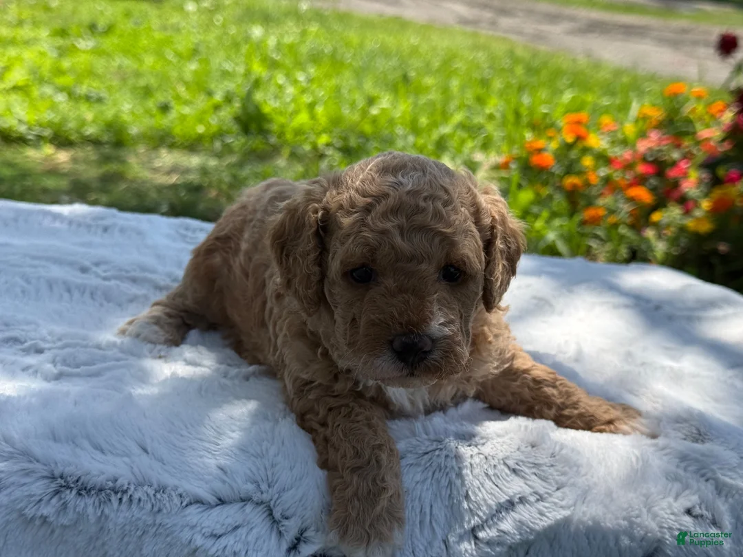 Mini Goldendoodle dogs for sale: Goldilocks - Ad 5