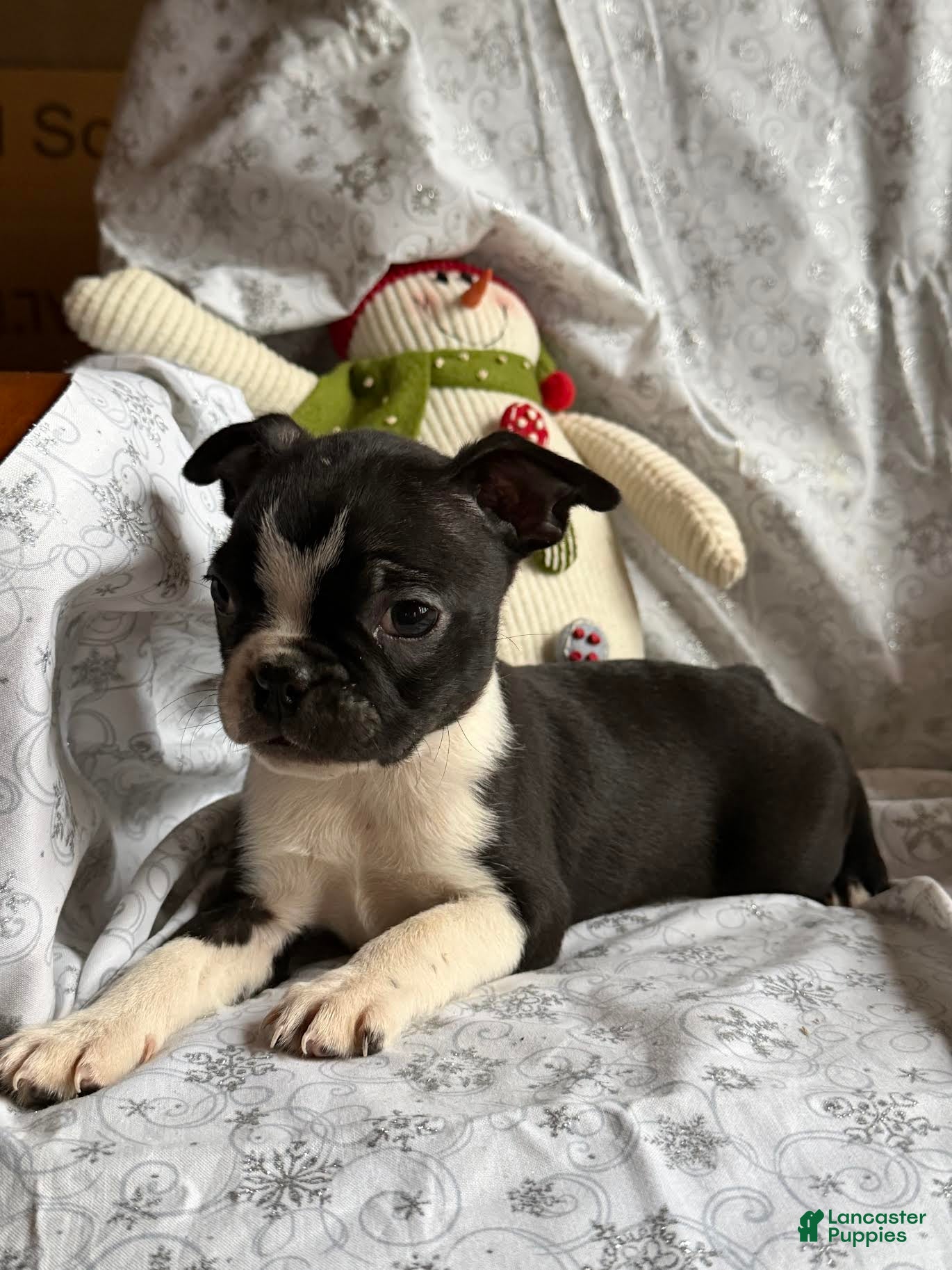 Boston Terrier dogs Minnie - Ad 26