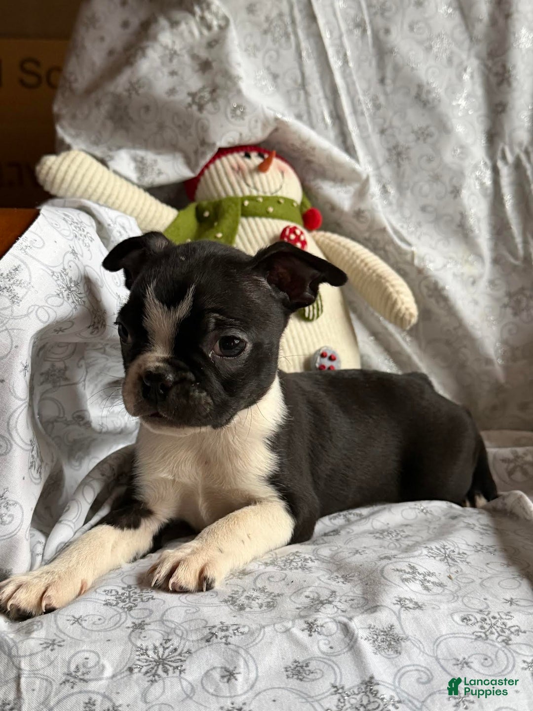 Boston Terrier dogs for sale: Minnie - Ad 1