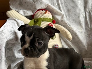 Boston Terrier dogs Minnie - Ad 1
