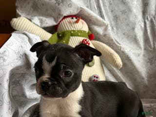 Boston Terrier dogs Minnie - Ad 33