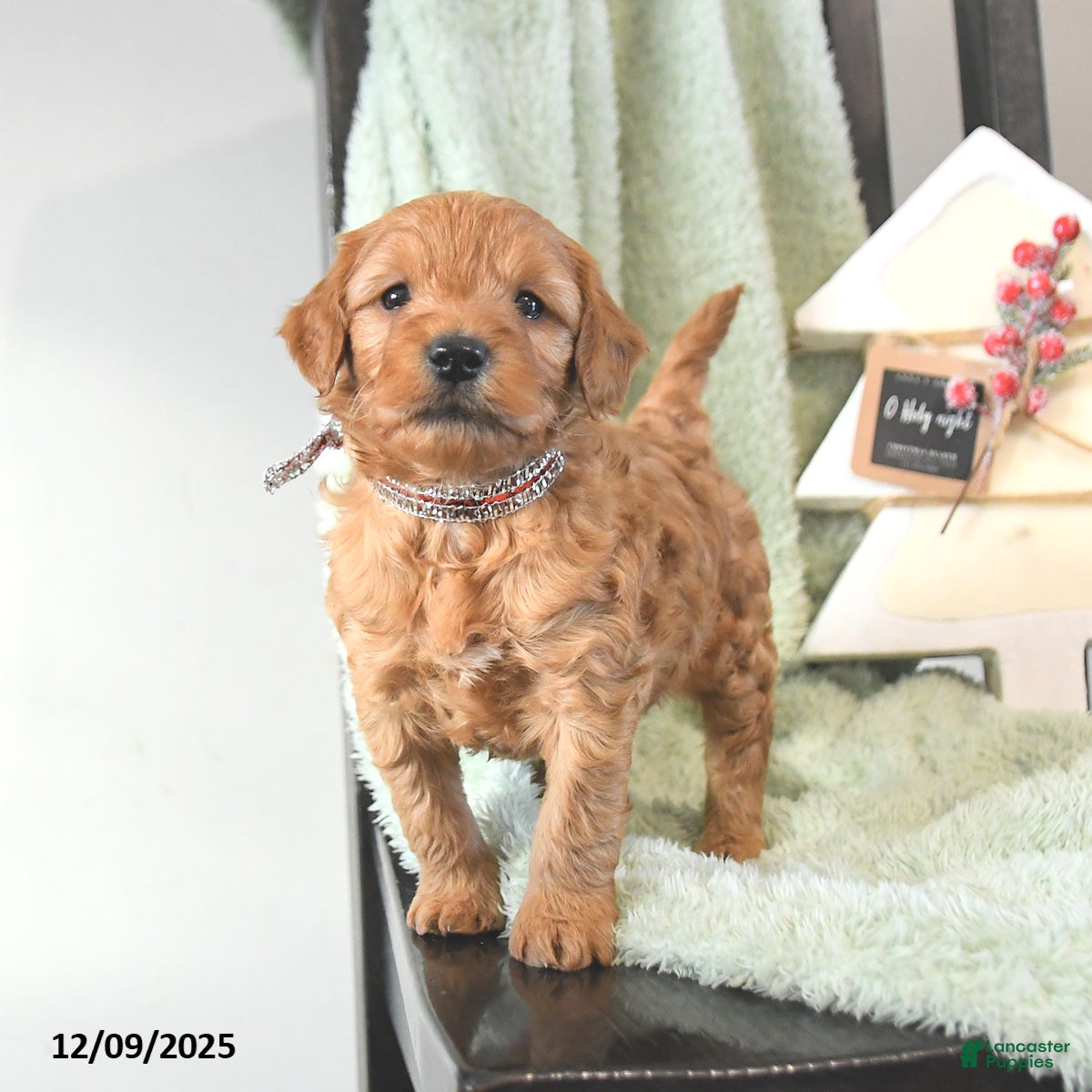 Mini Goldendoodle dogs Brock  - Ad 11