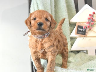 Mini Goldendoodle dogs Brock - Ad 19
