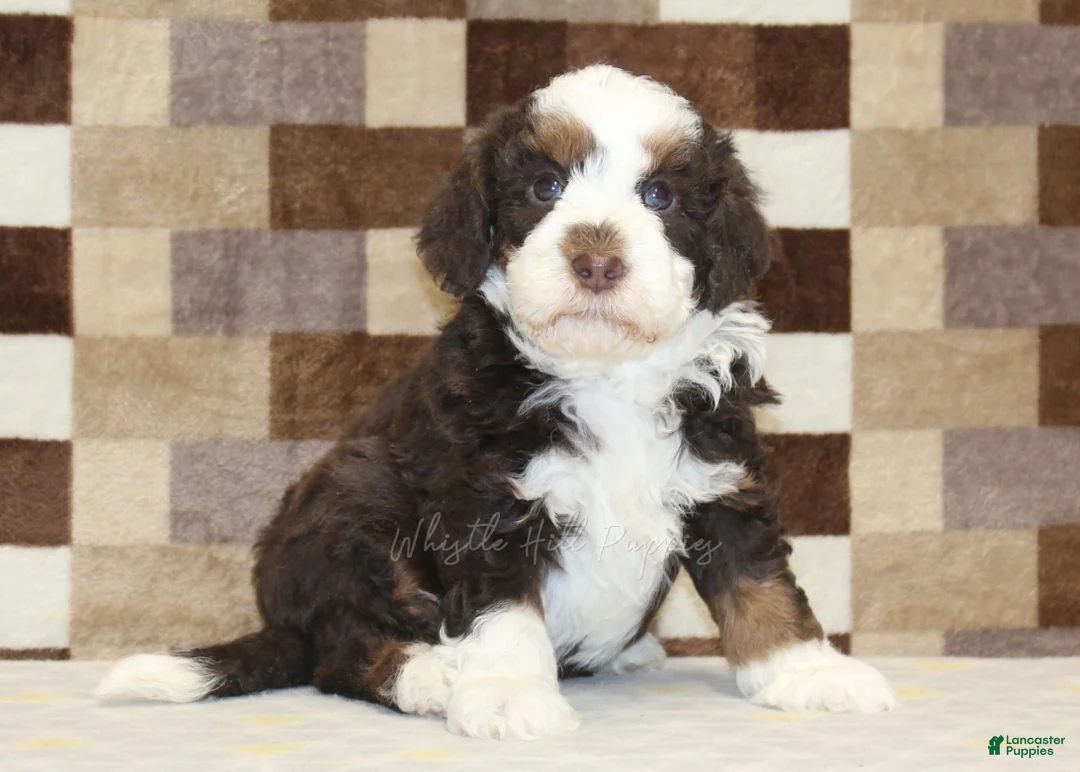 Mini Bernedoodle dogs for sale: Henry - Ad 4