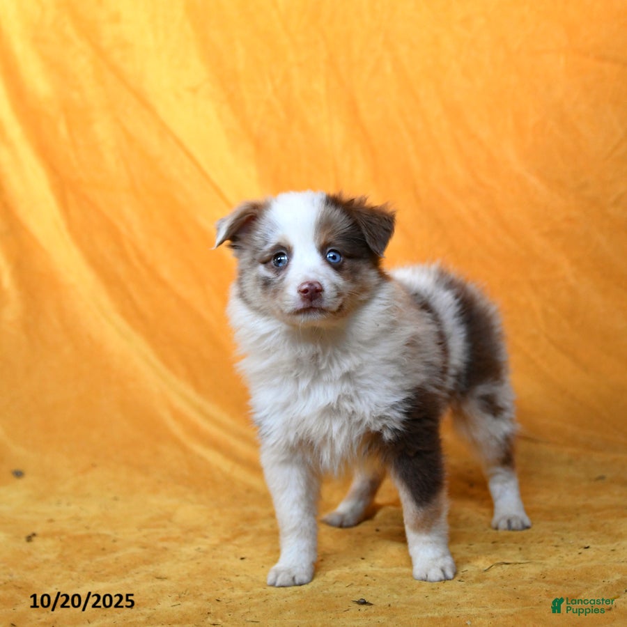 Miniature Australian Shepherd dogs Winnie - Ad 2
