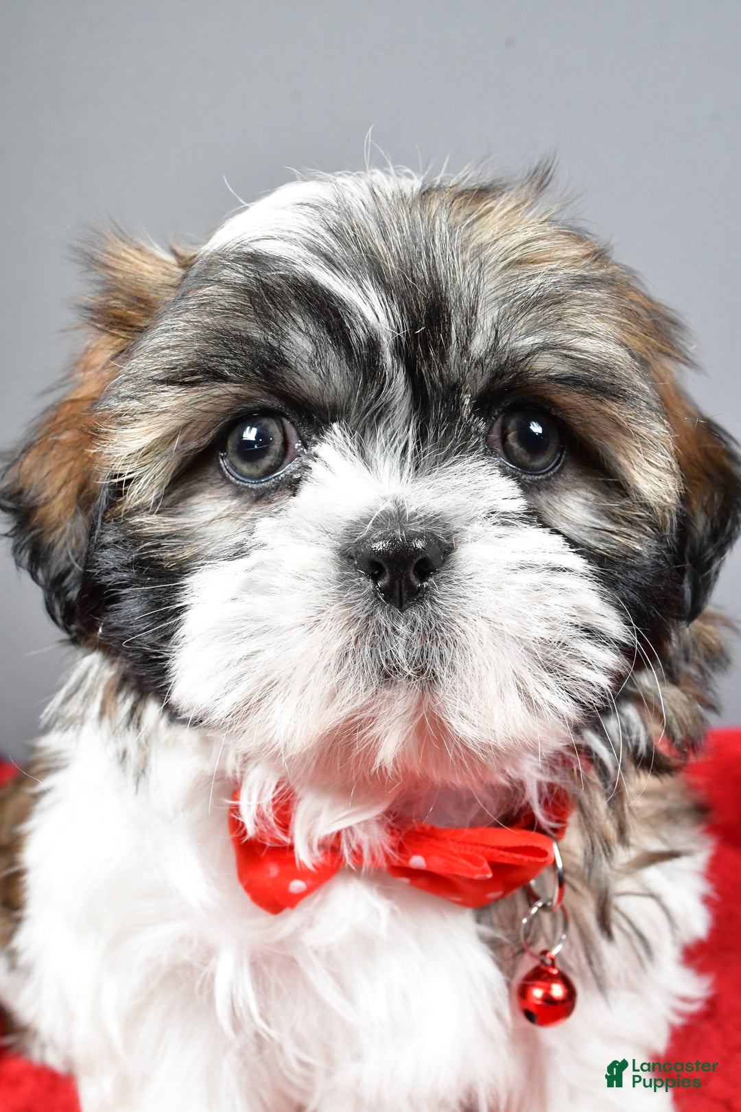 Shih Tzu dogs for sale: Bob - Ad 8