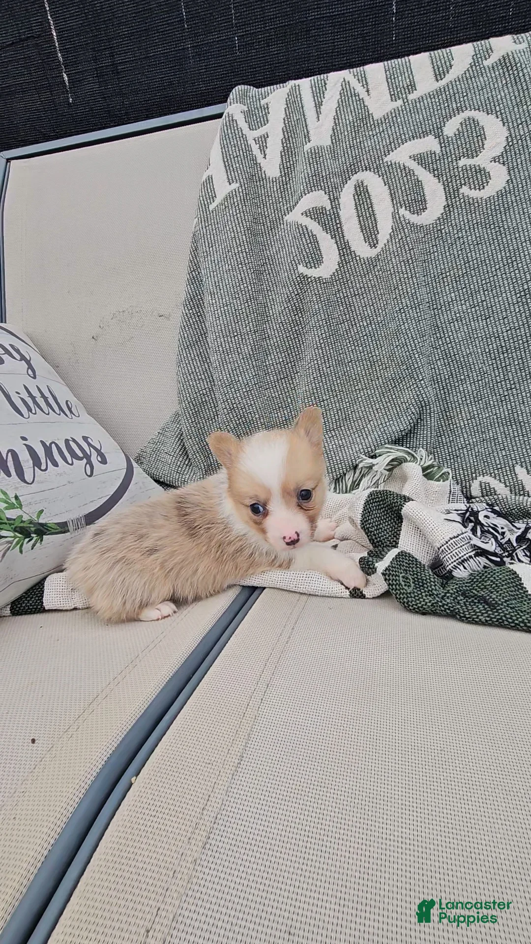 Mixed Breed dogs for sale: Rhea - Ad 4