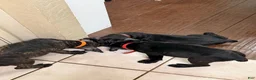 Cane Corso dogs for sale: Beyoncé  - Ad 7