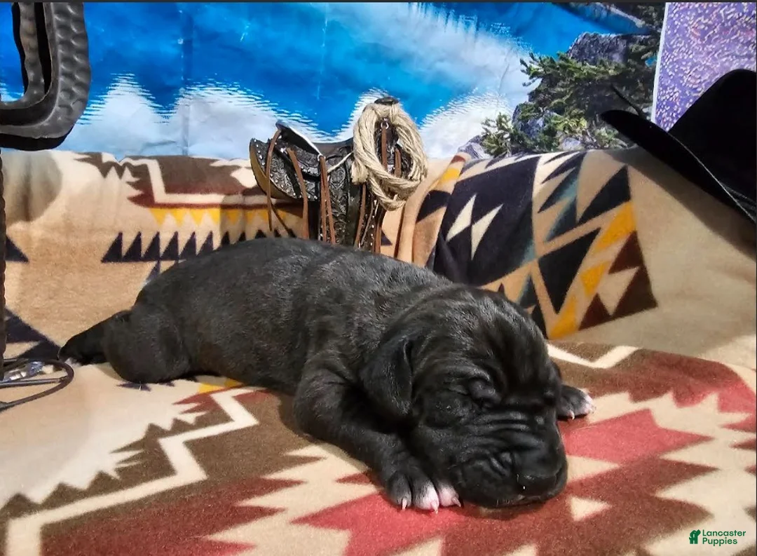 Great Dane dogs for sale: Black Male  - Ad 1