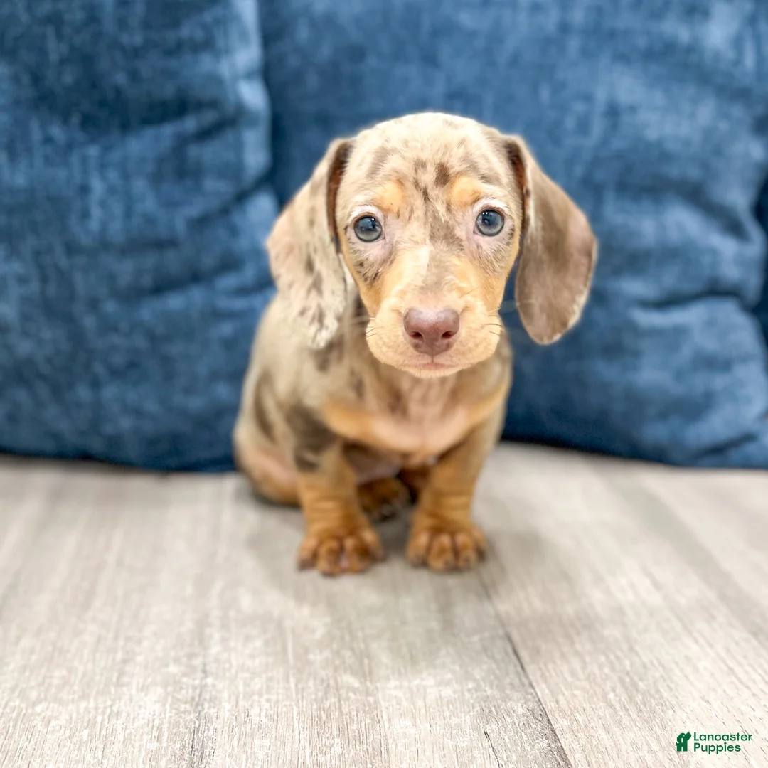 Miniature Dachshund dogs for sale: Misty - Ad 1