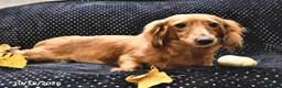 Miniature Dachshund dogs for sale: Coffee  - Ad 4