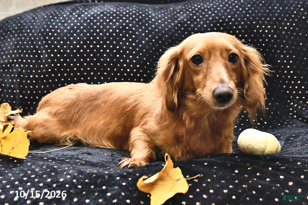 Miniature Dachshund dogs for sale: Coffee  - Ad 4