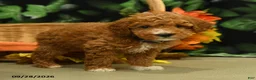 Miniature Poodle dogs for sale: Goldie - Ad 4