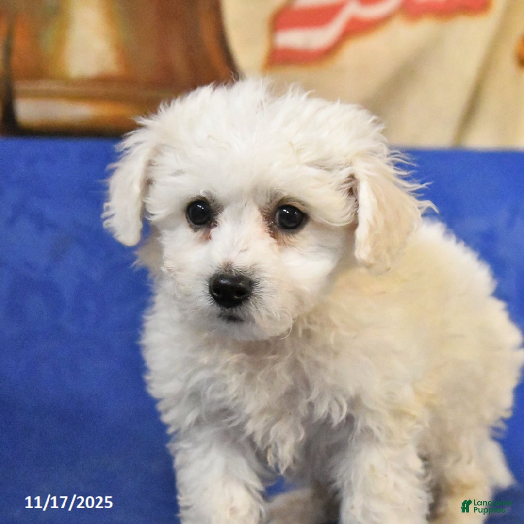 Bichon Frise dogs for sale: Bear - Ad 2