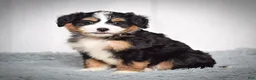 Mini Bernedoodle dogs for sale: Beatrice - Ad 3
