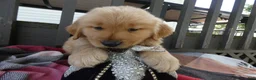 Golden Retriever dogs for sale: Golden Retriever 4 Murphy - Ad 5