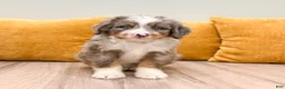 Mini Bernedoodle dogs for sale: Wally - Blue Eyes - Ad 3