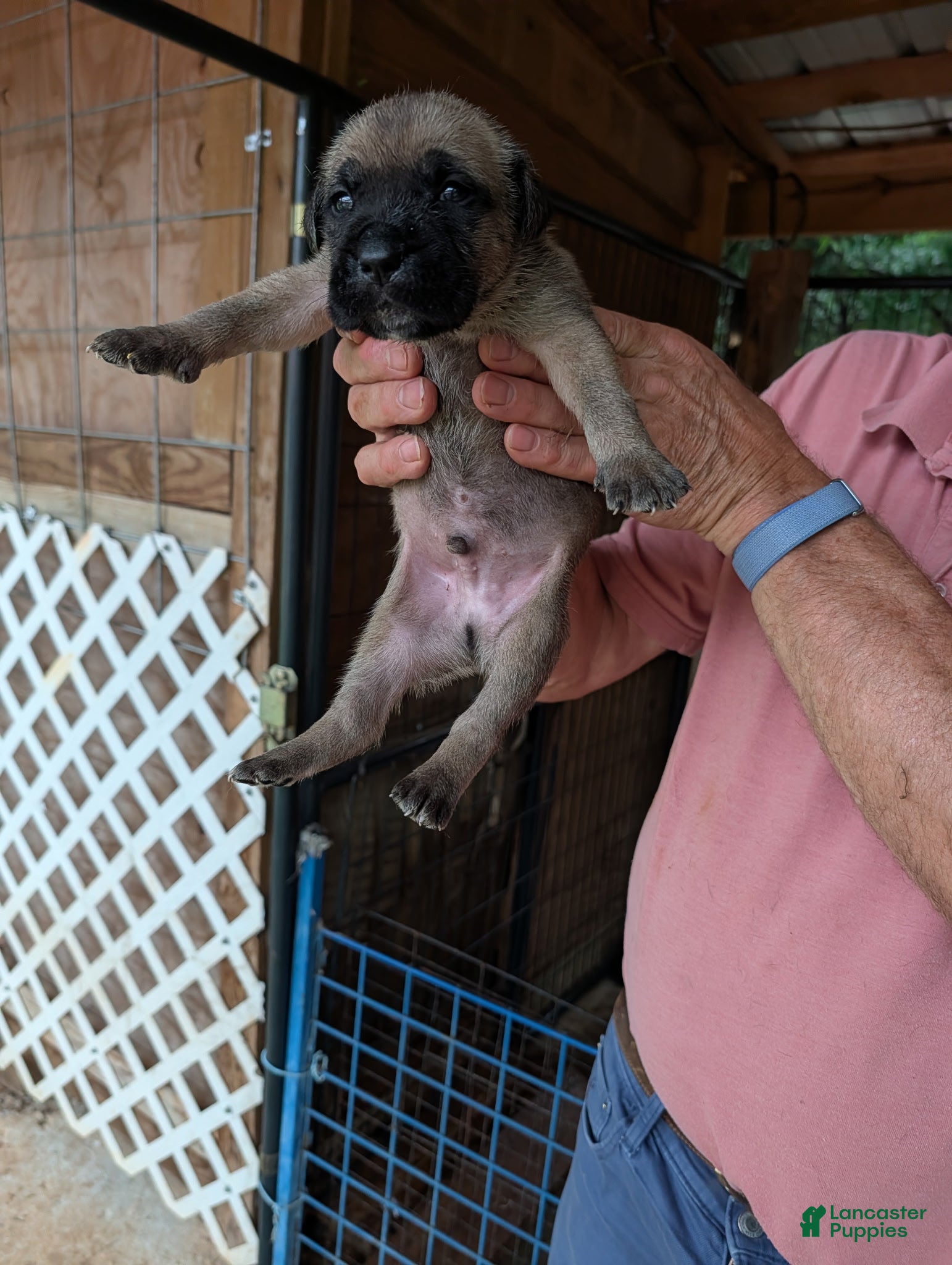 Cane Corso dogs for sale: Cane Corso 2 - Ad 4