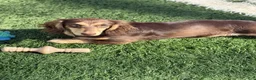 Miniature Dachshund dogs for sale: Ted - Ad 5