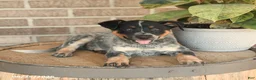 Australian Cattle Dog dogs for sale: Mater - Ad 3