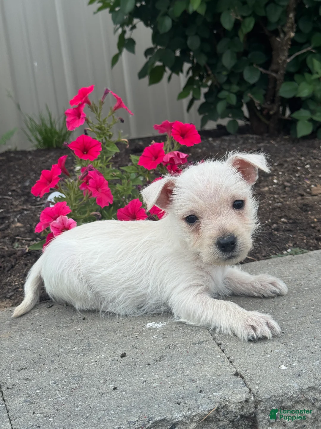 West Highland Terrier dogs for sale: Wendy - Ad 1