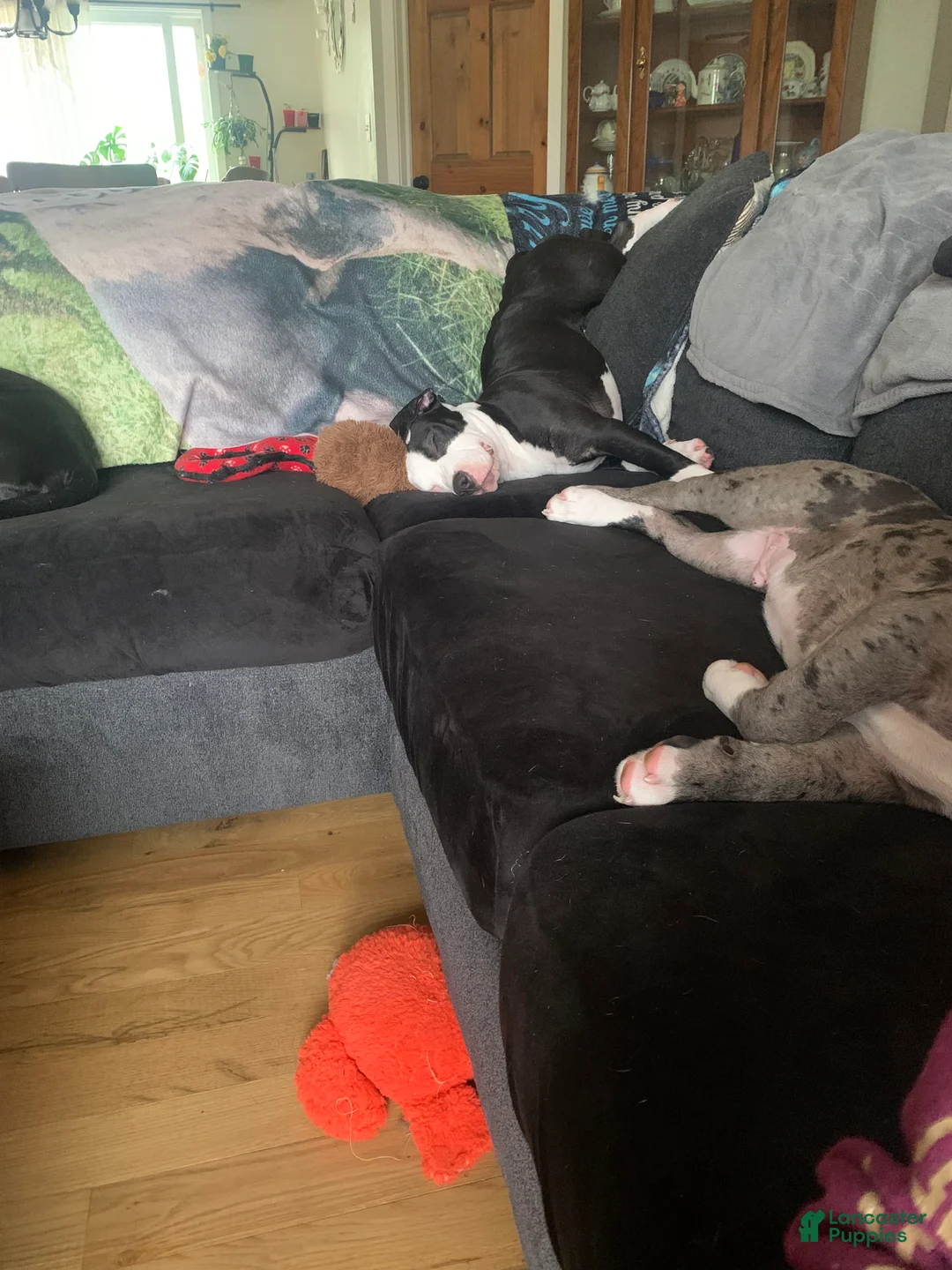 Mixed Breed dogs for sale: Nipper - Ad 2