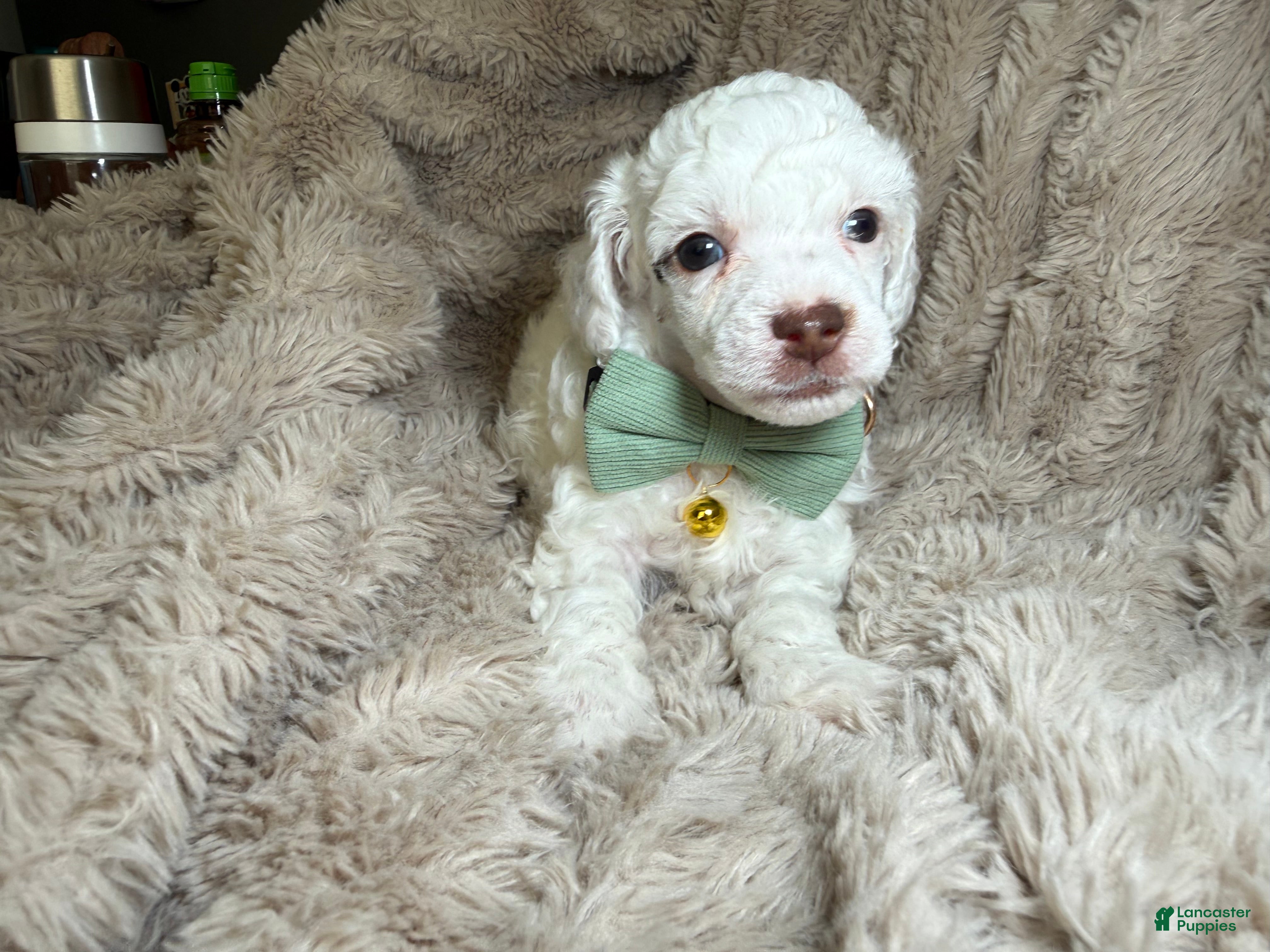 Toy Poodle dogs AKC Alfalfa - Ad 26