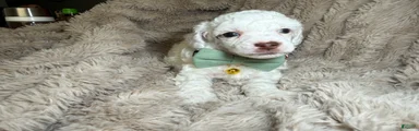 AKC Alfalfa