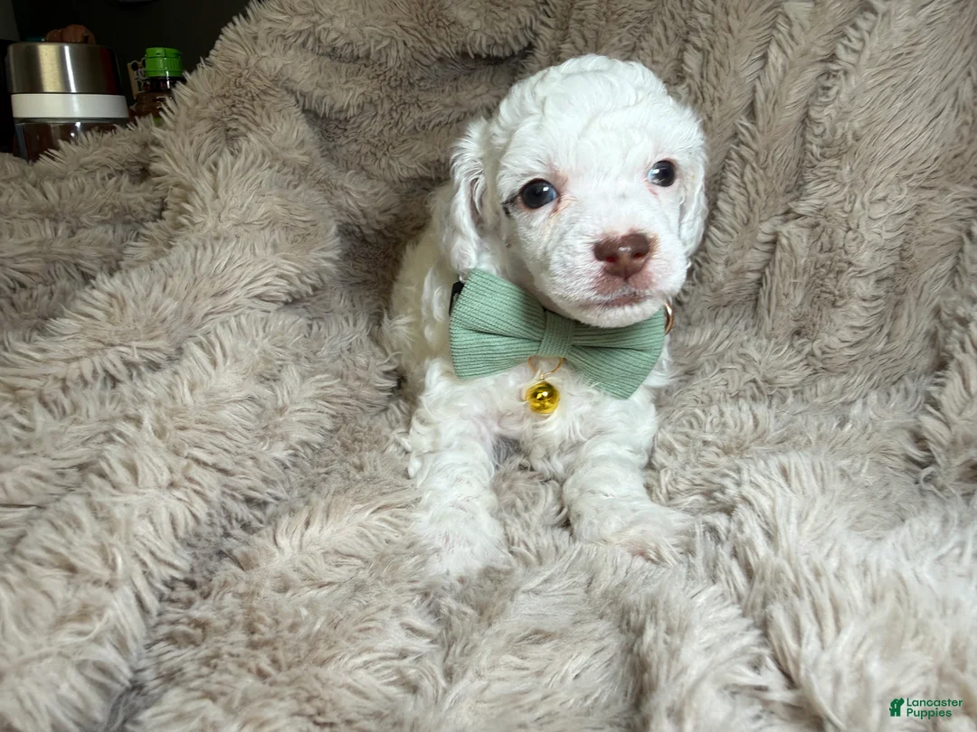 Toy Poodle dogs for sale: AKC Alfalfa - Ad 1