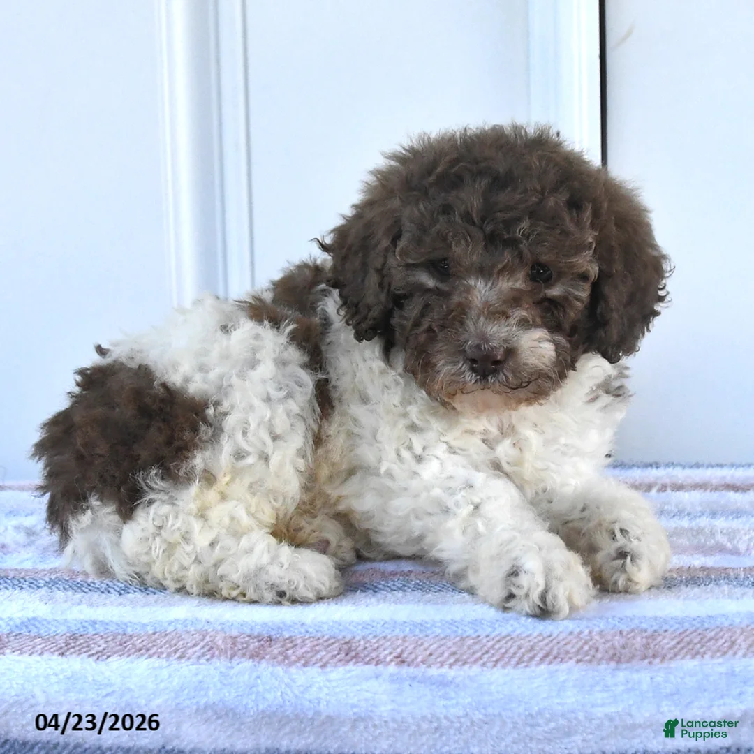Miniature Poodle dogs for sale: Alex - Ad 2