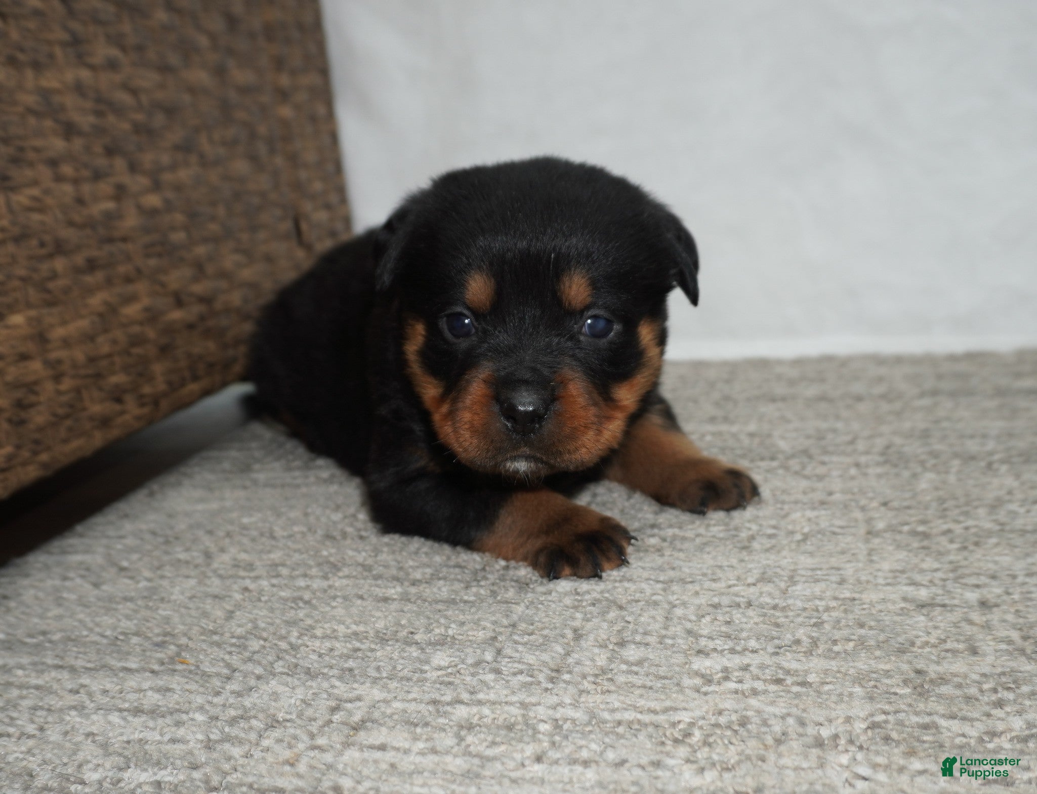 Rottweiler dogs Foxy - Ad 1