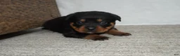 Rottweiler dogs for sale: Foxy - Ad 1