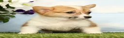 Welsh Corgi Pembroke dogs for sale: Kiwi - Ad 5