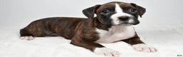 Boxer dogs for sale: Daisy - Ad 9