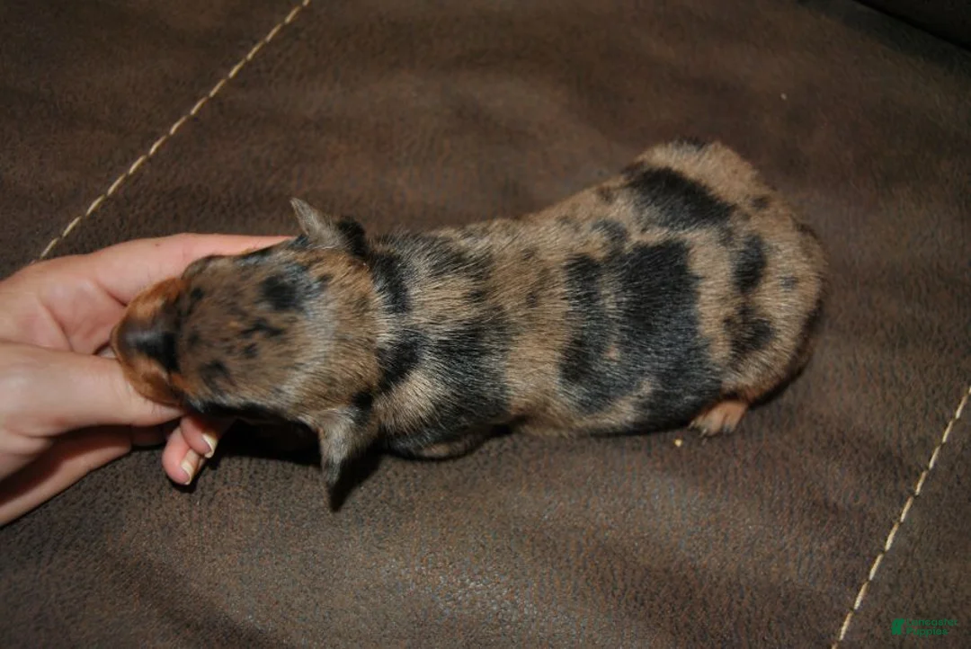 Miniature Pinscher dogs for sale: Rex - Ad 3