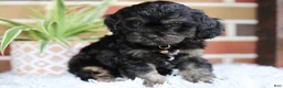 Cavapoo dogs for sale: Teddy - Ad 7