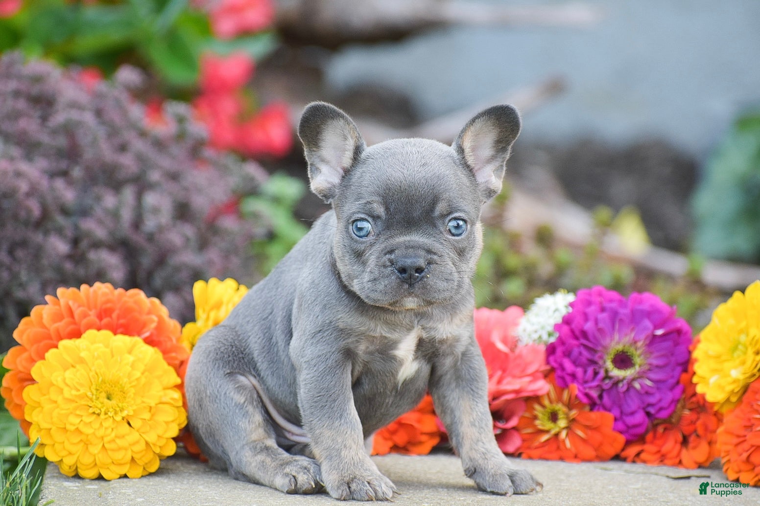 French Bulldog dogs Titan - Ad 1