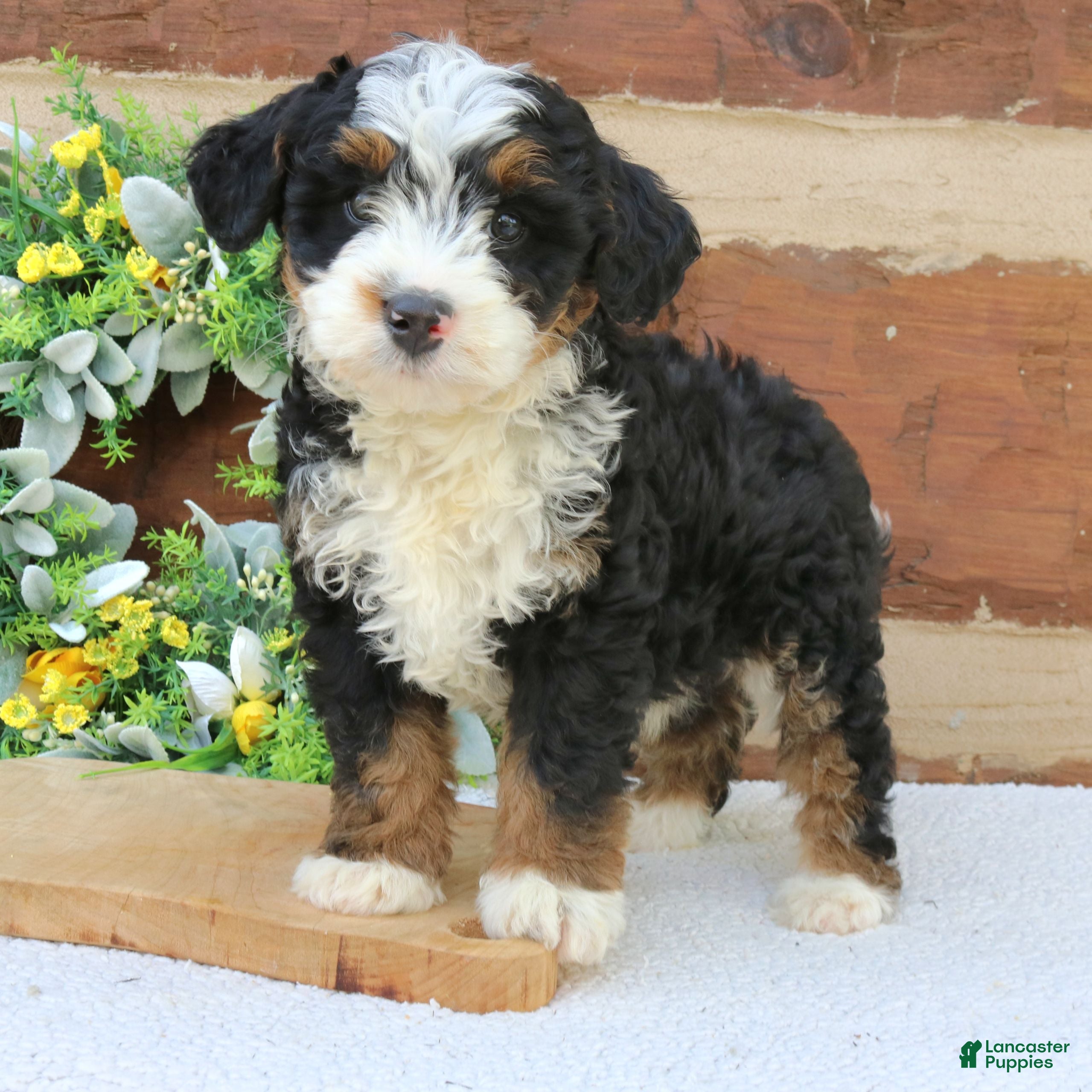 Mini Bernedoodle dogs Murphy  - Ad 1