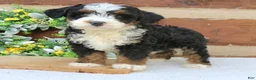 Mini Bernedoodle dogs for sale: Murphy  - Ad 1