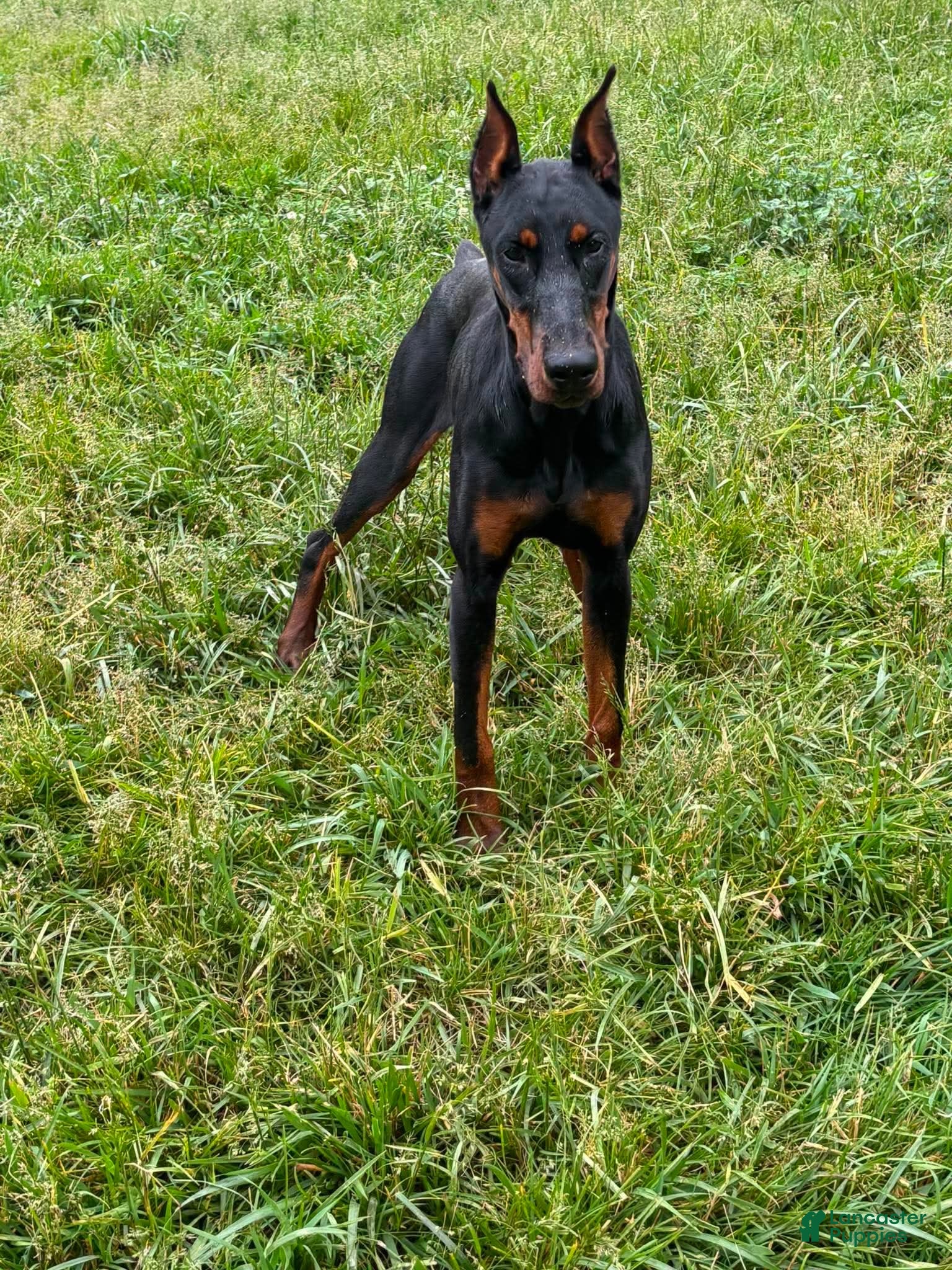 Doberman Pinscher dogs for sale: Rushka akc - Ad 2