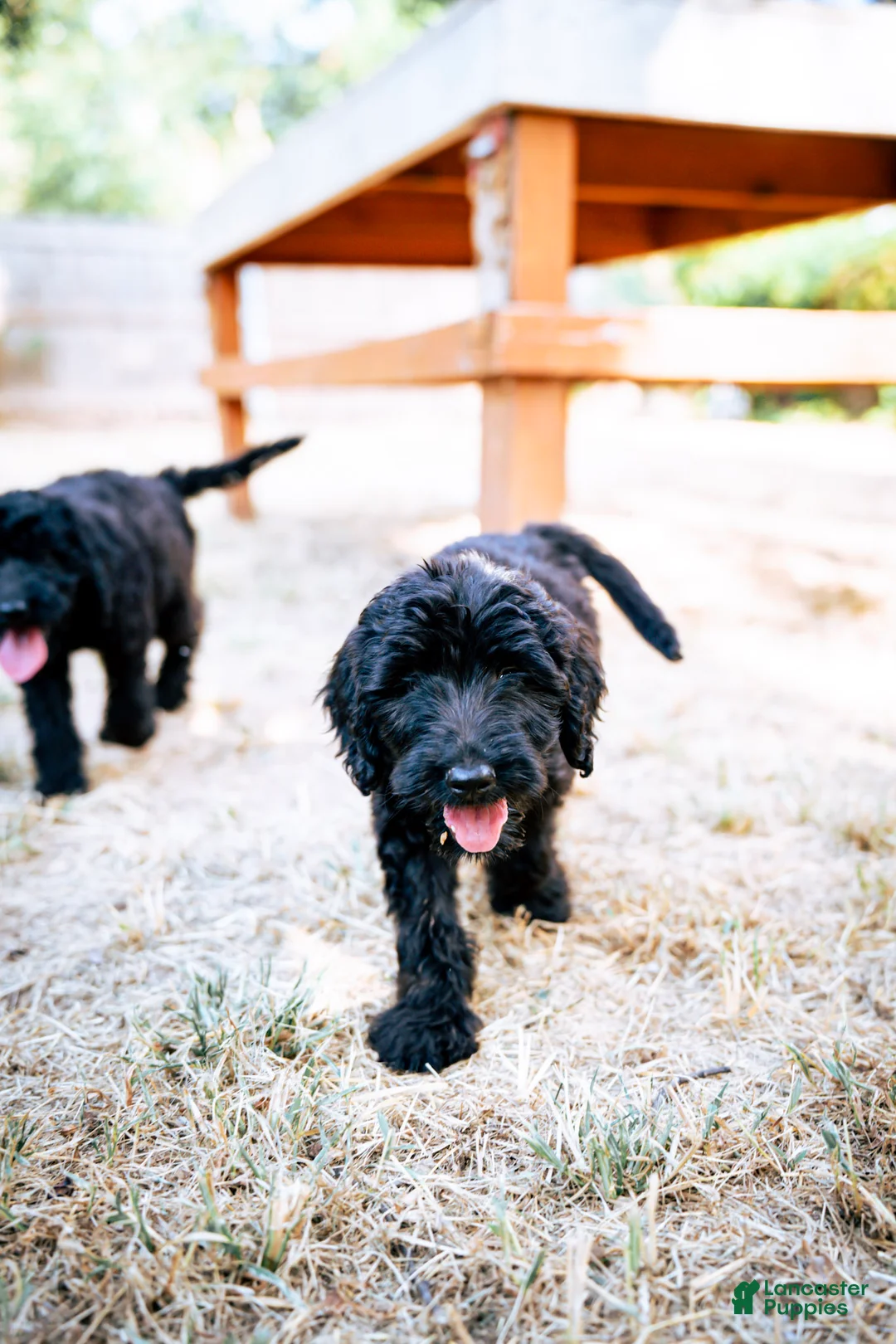 Goldendoodle dogs for sale: Millie - Ad 2