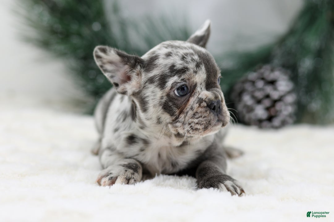 French Bulldog dogs for sale: Dena - Ad 5